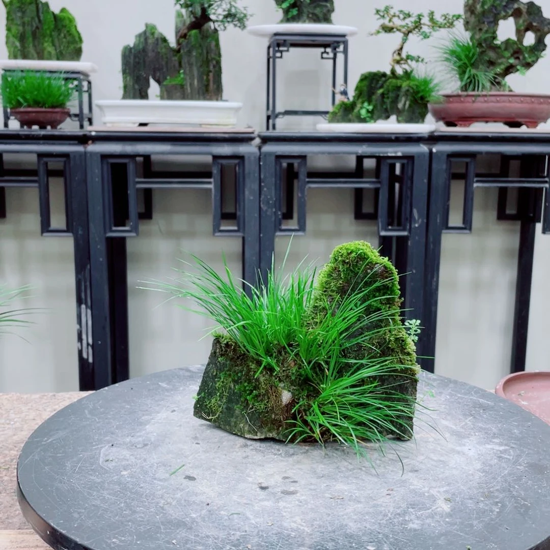 红陶20CM（含）-50CM（不含）