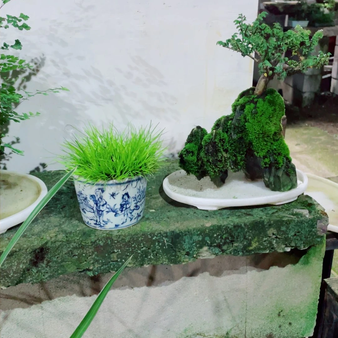 红陶20CM(含)-50CM(不含)幺*
