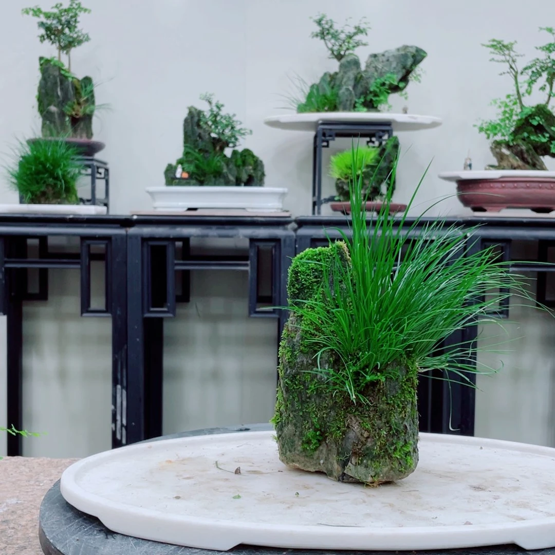 红陶20CM（含）-50CM（不含）