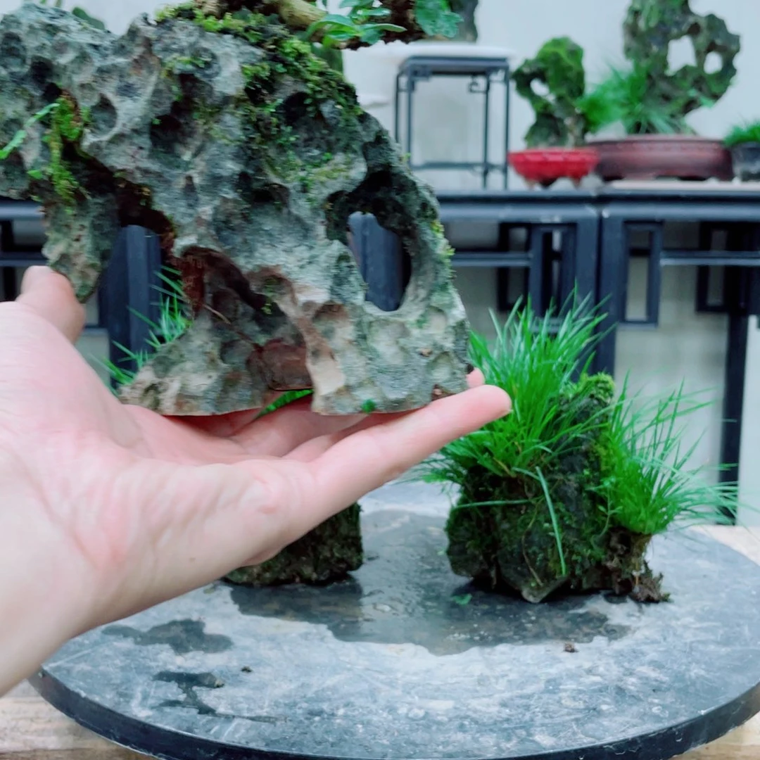 红陶20CM（含）-50CM（不含）木***3