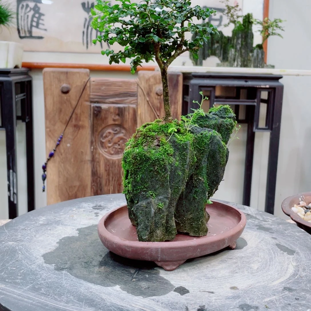 红陶20CM（含）-50CM（不含）二**下