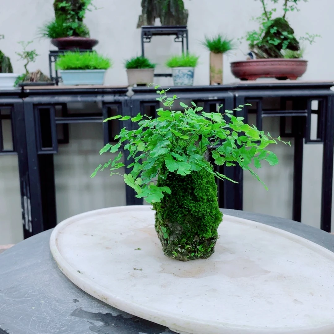 红陶20CM（含）-50CM（不含）轰*机