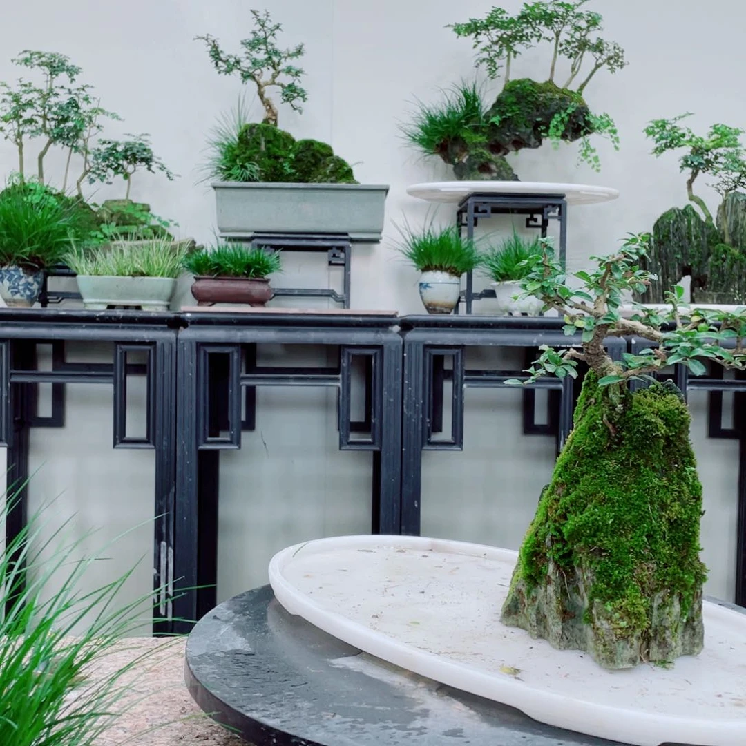 红陶胡须附石胡须附石