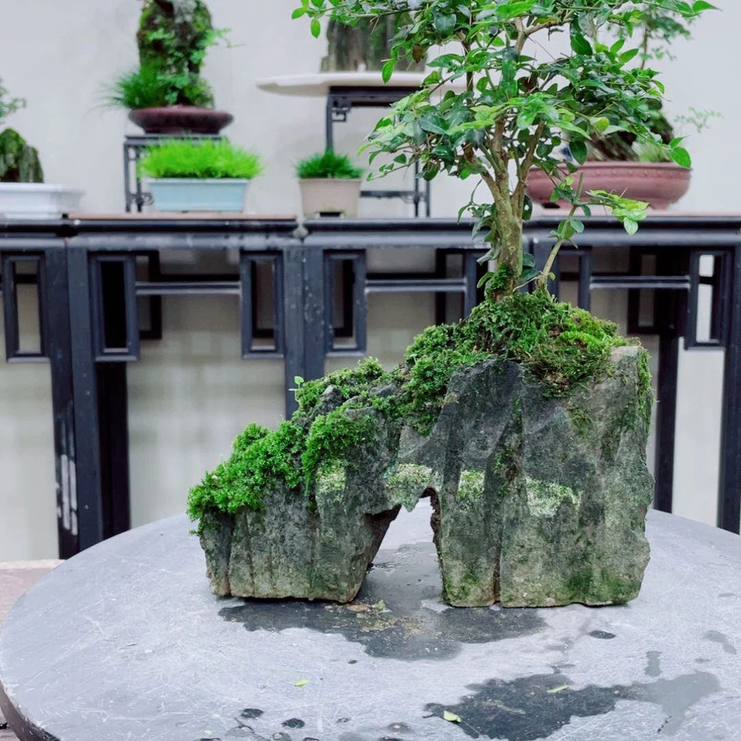 红陶20CM（含）-50CM（不含）江**女