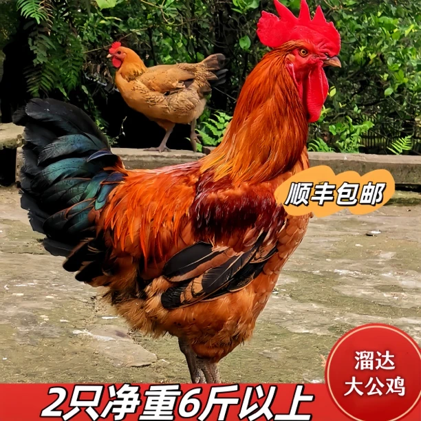 散养溜达鸡【两只6~7斤】顺丰包邮现杀土鸡 农家散养