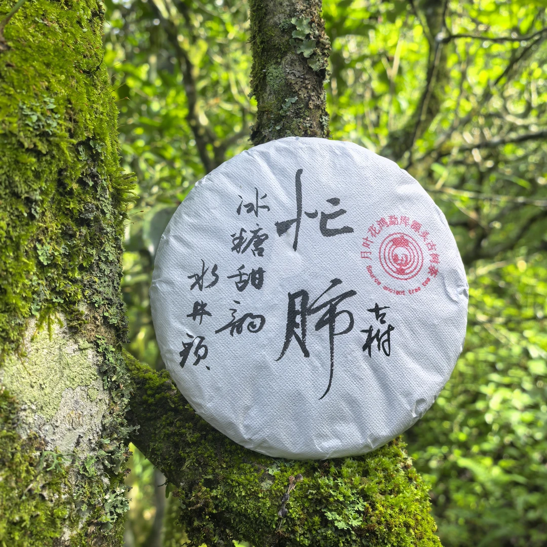月叶花鸿2024【忙肺】300年古树春茶兰花香 爆甜 云南普洱茶生茶