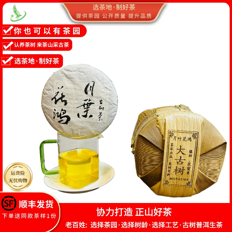 月叶花鸿23年（大单株)300年树龄春茶花蜜香云南普洱茶生茶饼茶