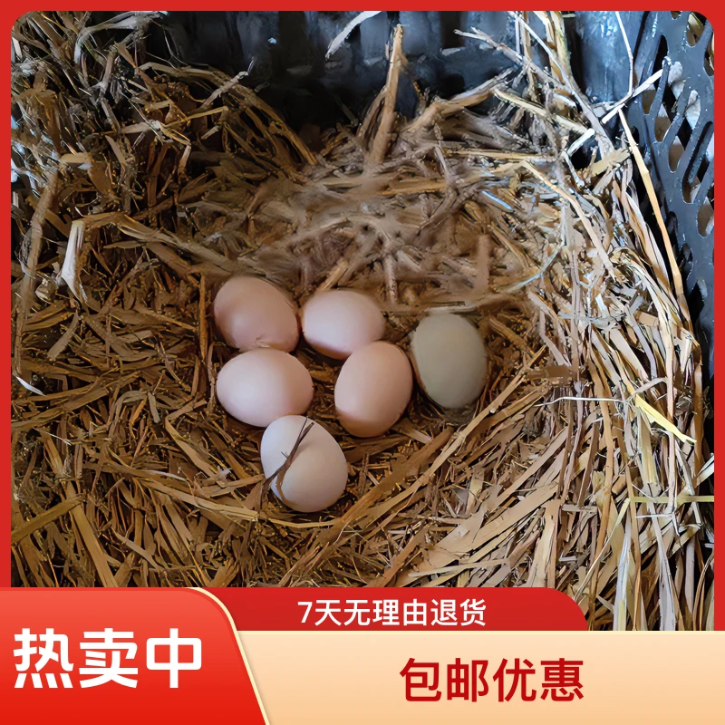 农户新鲜散养土鸡蛋50枚包邮