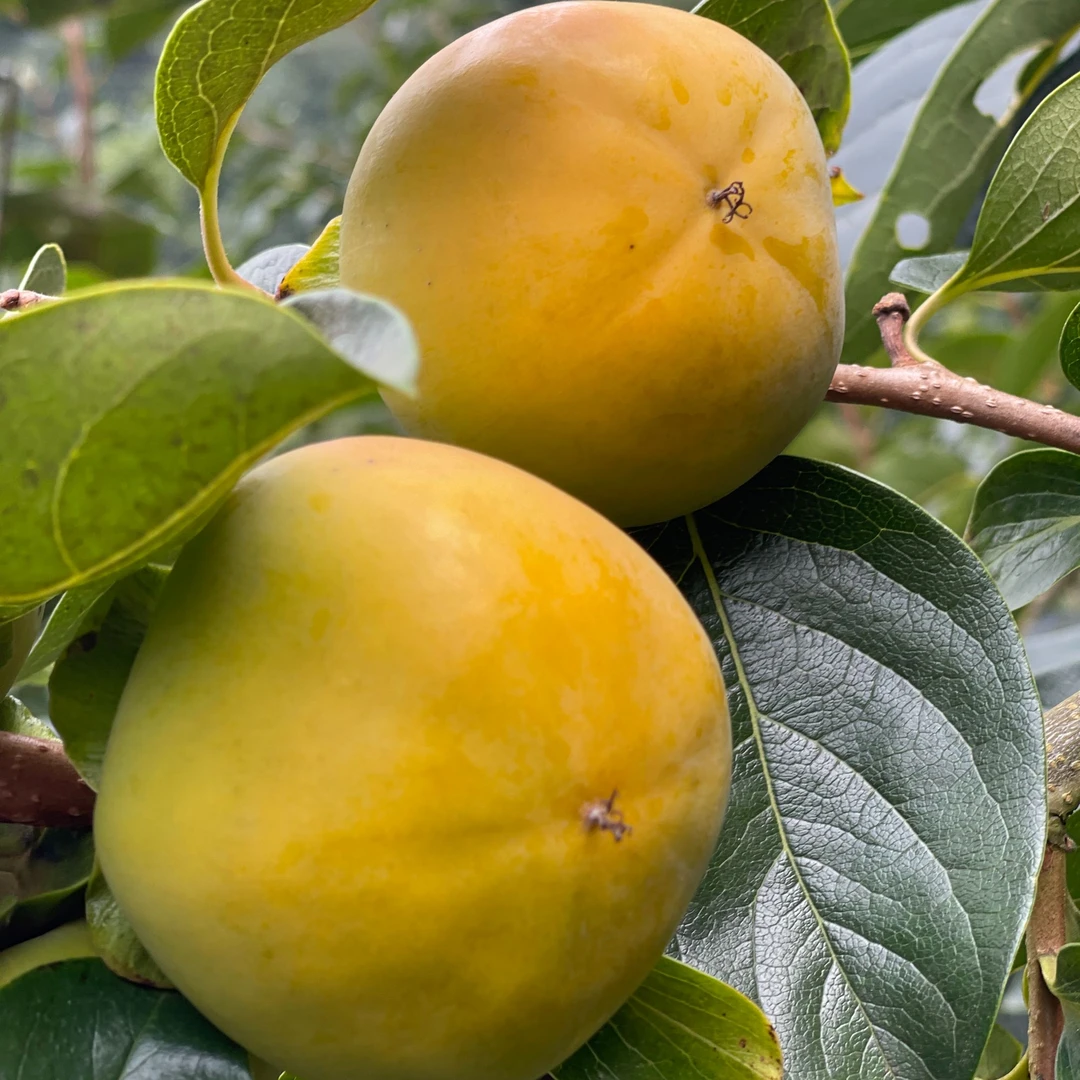 三峡苹果柿高山脆柿脆甜爽口4.5-5斤新鲜采摘现摘现发硬应季水果