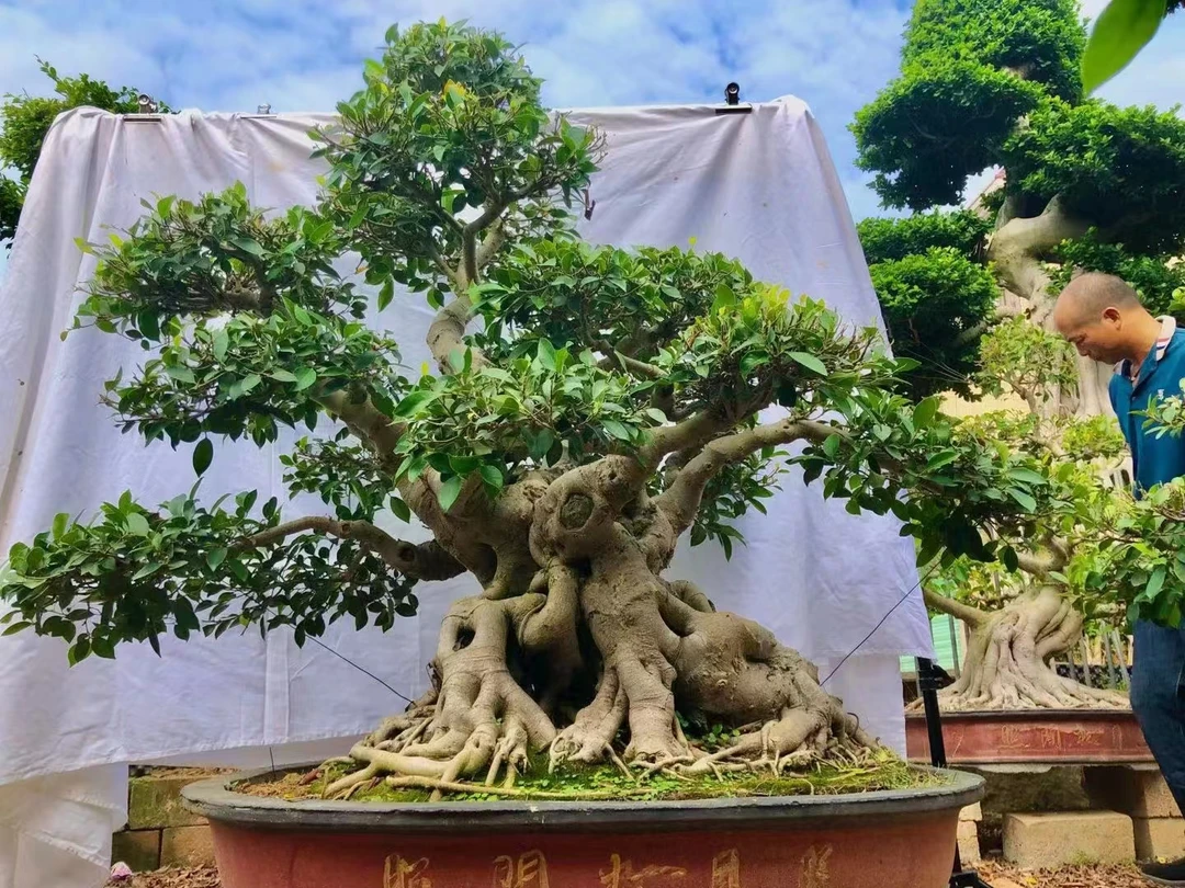 金钱造型榕树盆栽室外植物大型花卉绿植老根阳台人参榕树盆景老桩