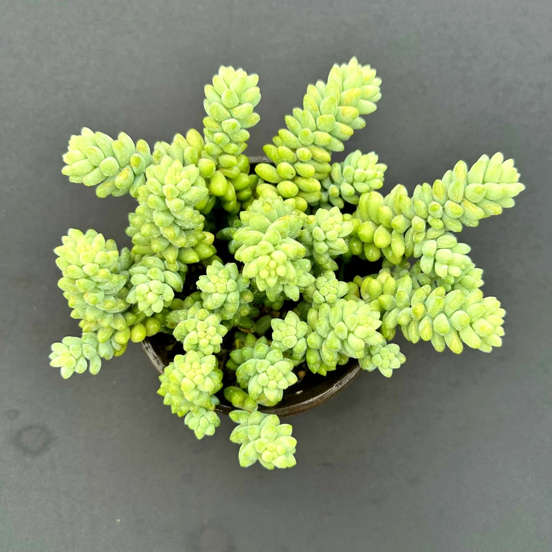【满9.9包邮】玉坠 多肉植物新手好养云南产地直发庭院阳台室内