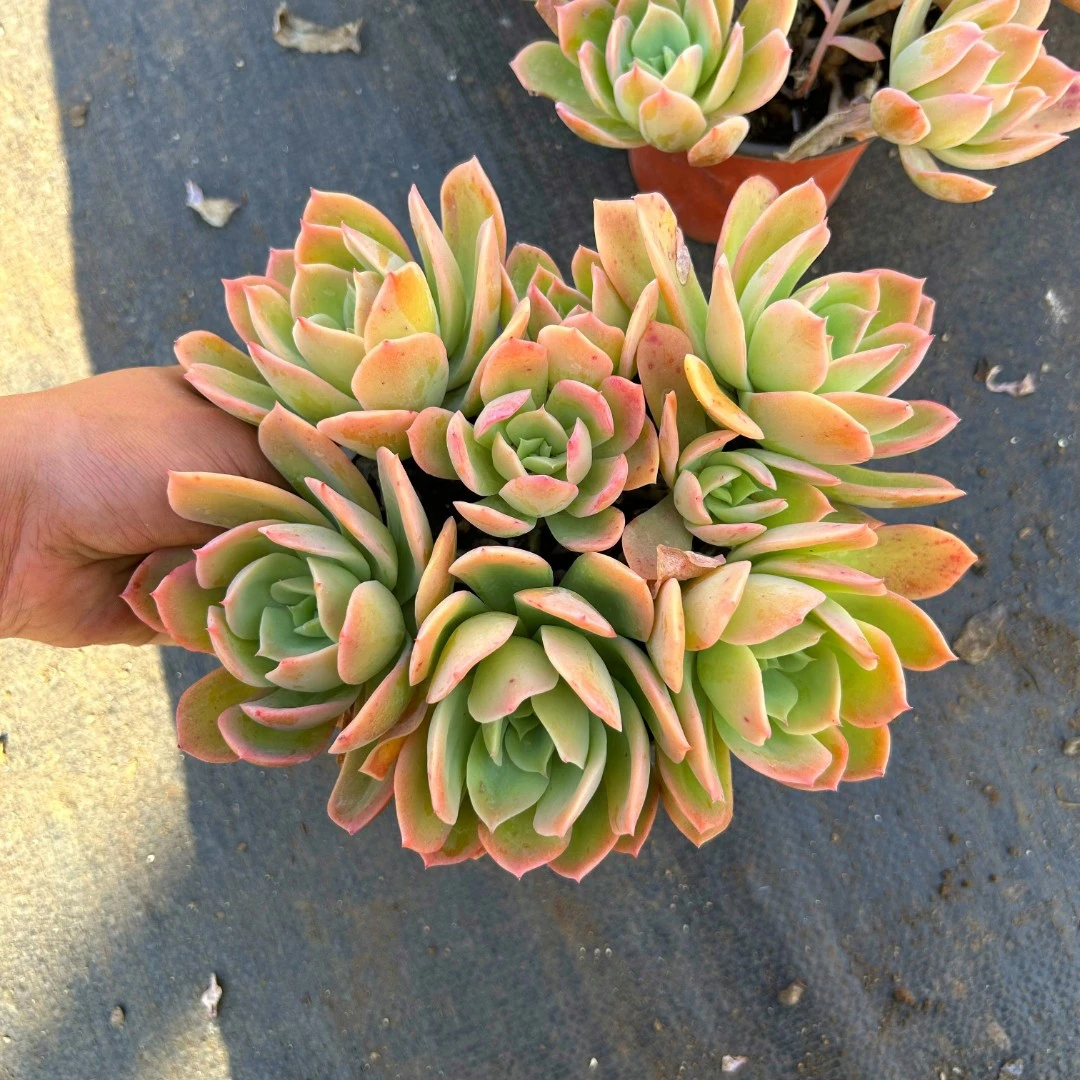 【满9.9包邮】乔伊  多肉植物新手好养云南产地直发庭院阳台室内