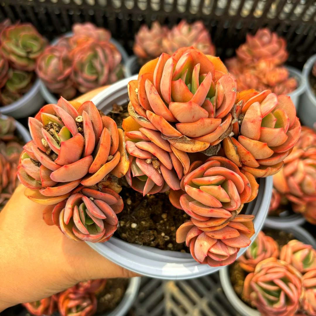 【满9.9包邮】秀妍  多肉植物新手好养云南产地直发庭院阳台室内