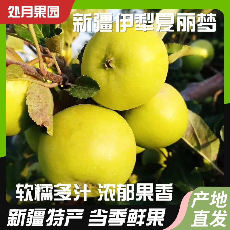 正宗新疆伊犁夏丽梦软糯香甜苹果新鲜水果原生态整箱芳香四溢