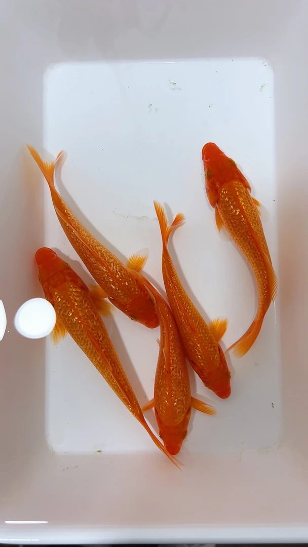 冷水鱼好养易(闪鳞)火鲤混搭8-11厘米11条养鱼活体