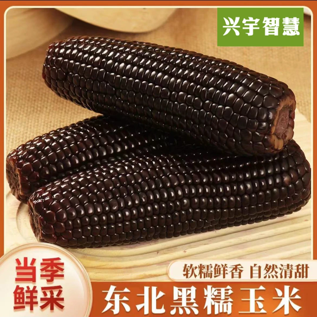 东北新鲜采摘甜糯黑玉米饱满加热蒸煮食用拍8送2共10支*200g-250g