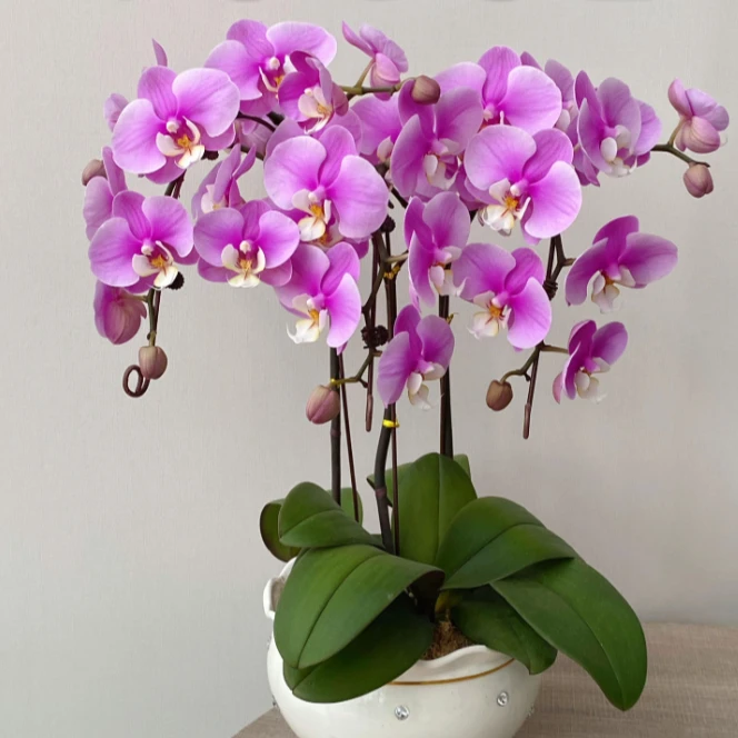 40910 蝴蝶兰安娜 单株 绿植花卉鲜花 带花苞 花期长