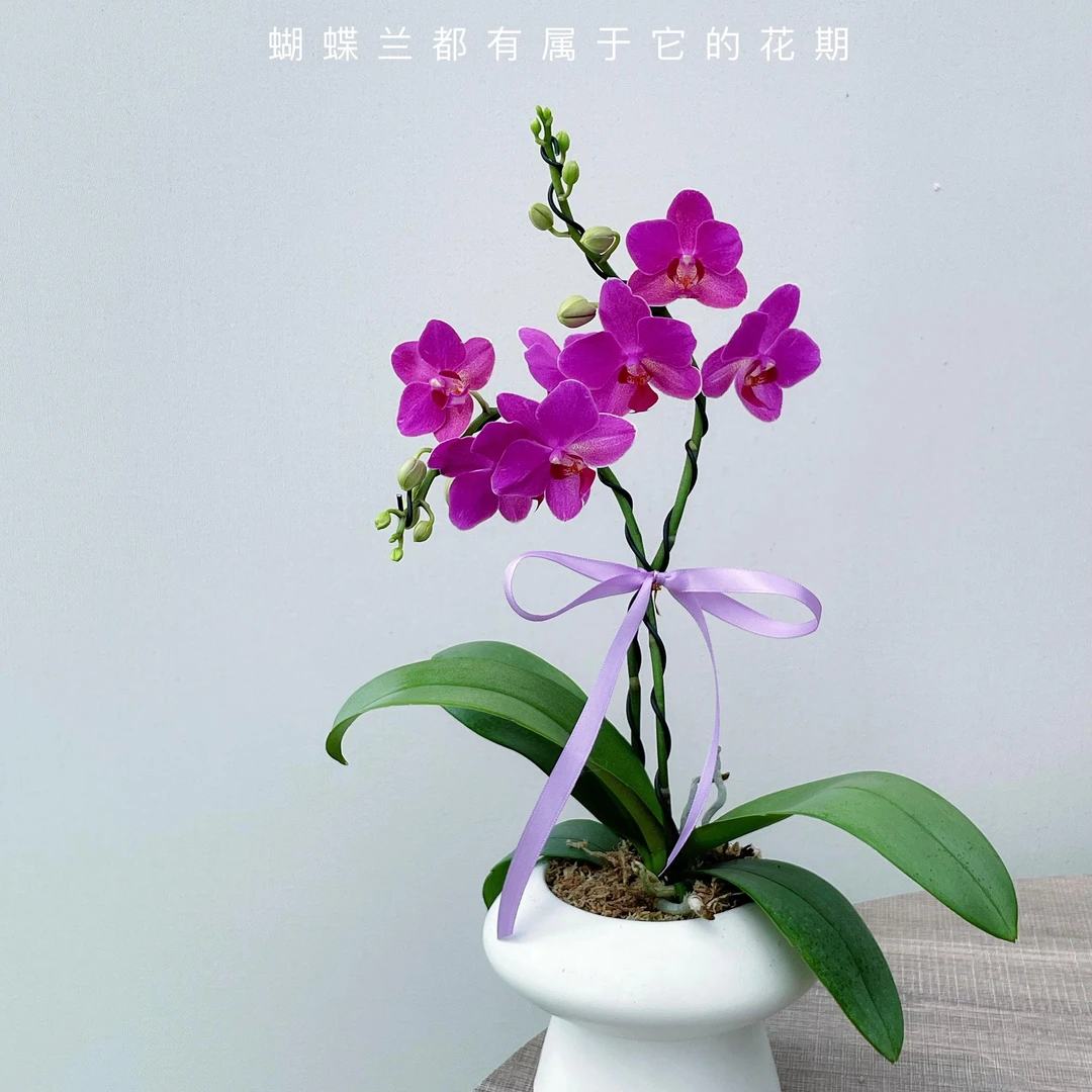 44379 蝴蝶兰  兄弟精灵 叶片自然开裂 花期长
