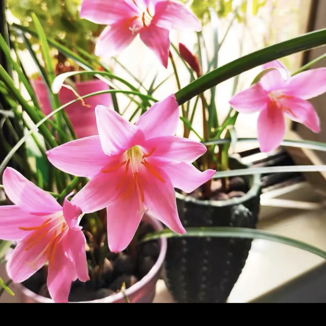 风雨兰种球粉色多年生循环开花易种活室内外耐高温花卉
