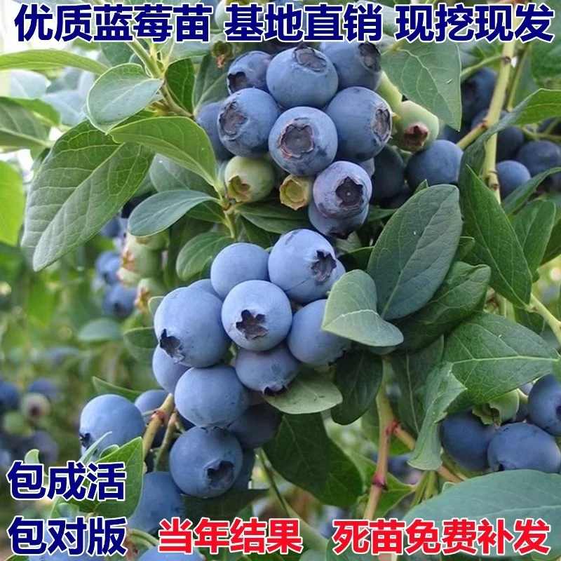 【蓝莓带花苞发货】南北方盆栽地栽种植原土带花苞蓝莓