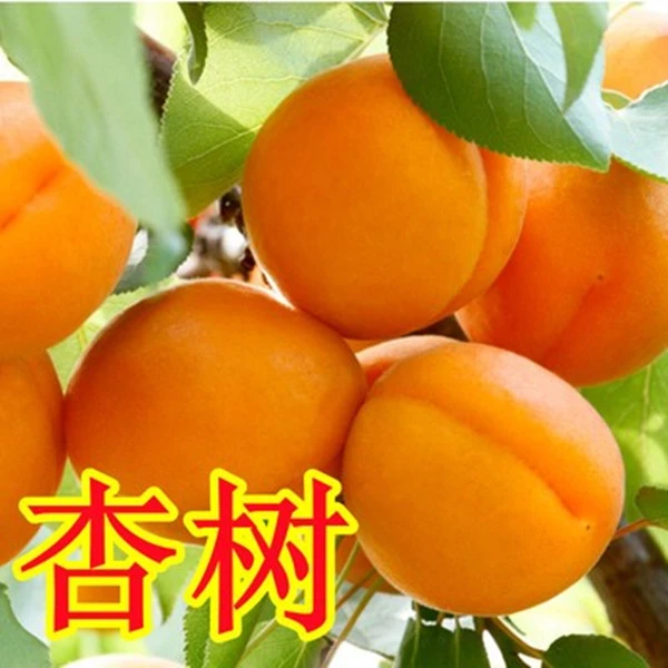 杏树树苗嫁接早熟甜杏子盆栽地栽庭院南方北方种植当年结果苗春季