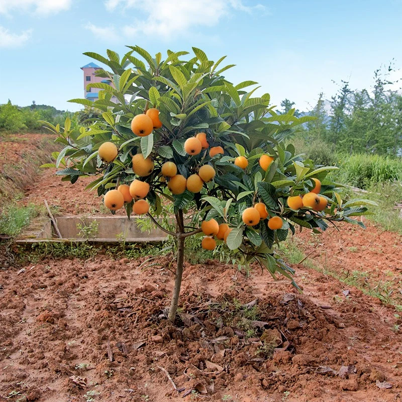 枇杷苗嫁接枇杷树苗盆栽地栽南方北方种植果树苗当年结果琵琶果苗
