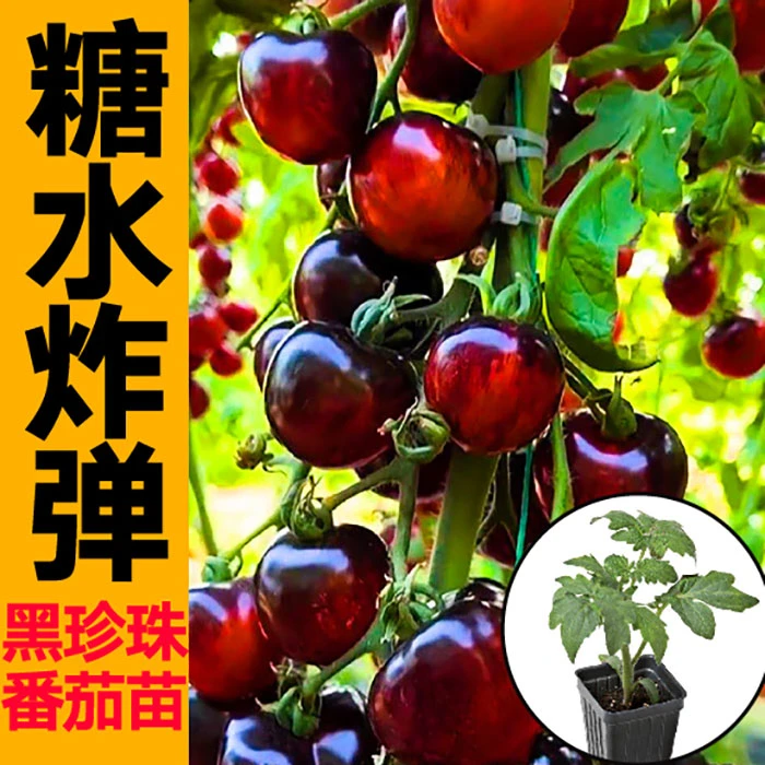 山东糖水炸弹黑珍珠番茄秧苗樱桃西红柿种子四季阳台庭院盆栽