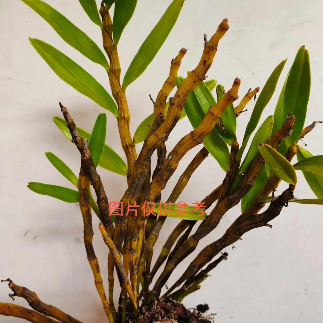 下坡绿植花卉盆景卡特兰兰草盆栽茶室盆景紫阳花绿植盆栽植物盆栽