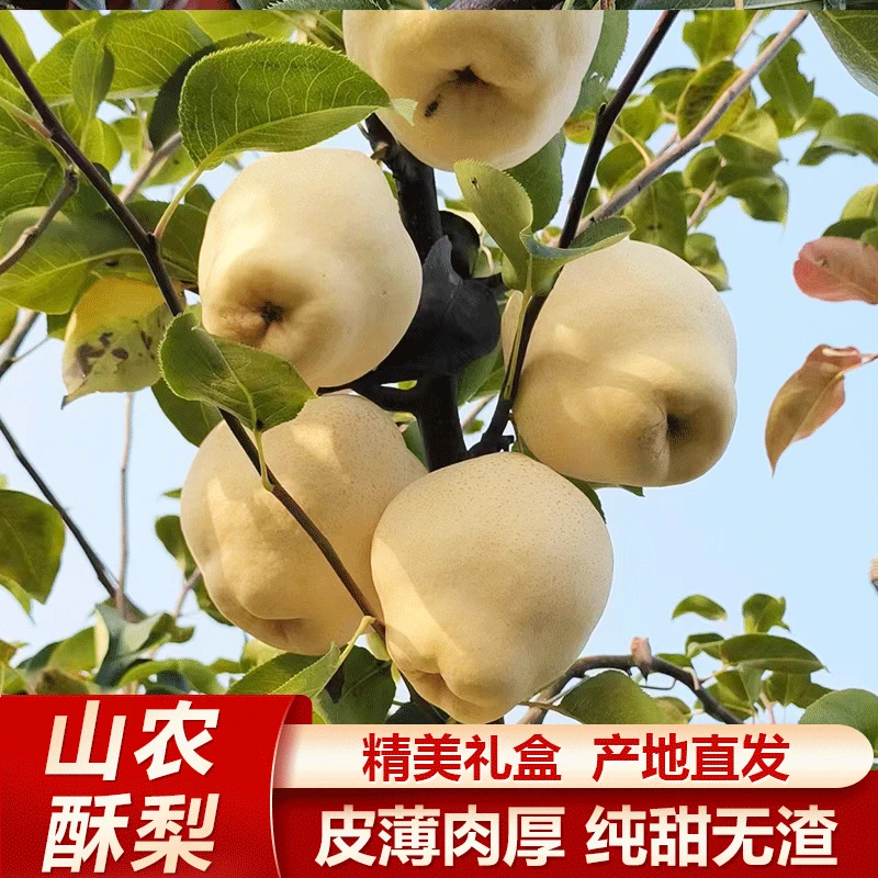 【新闻网专属】山东酥梨甘甜多汁甘棠蜜同款梨皇纯甜口感无渣包邮