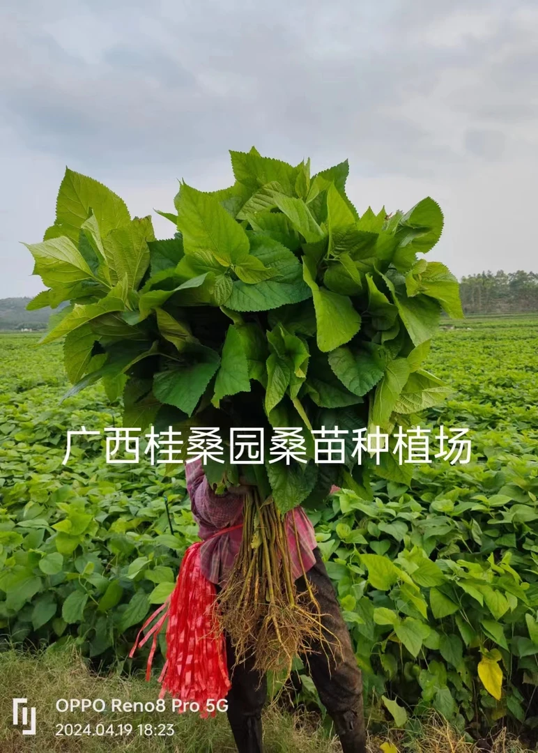 桑苗 桂桑六号 大叶养蚕桑苗 包成活 快递包邮