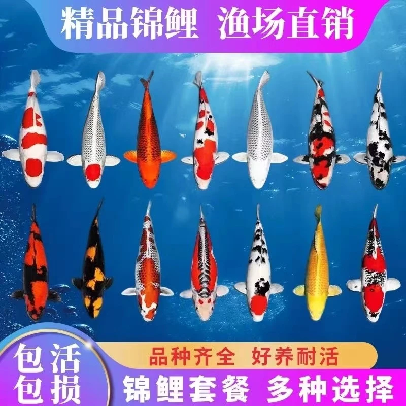 ❸锦鲤观赏冷水鱼1条