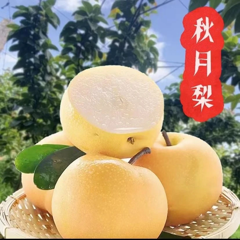 山东纯甜秋月梨大果4.5-5斤包邮食用皮薄大果发货口感果园果香
