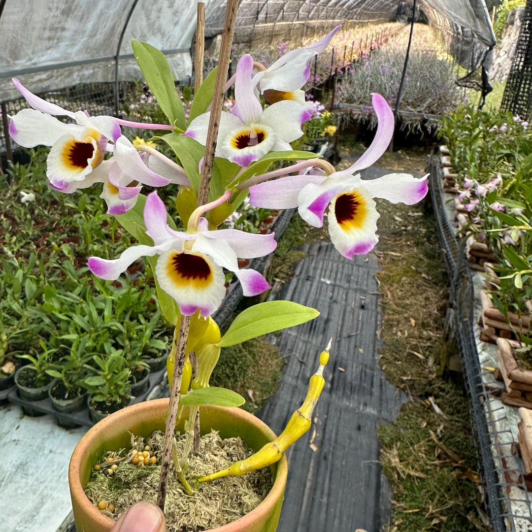 粉瓣眼斑蜂腰 石斛 小精品 好养