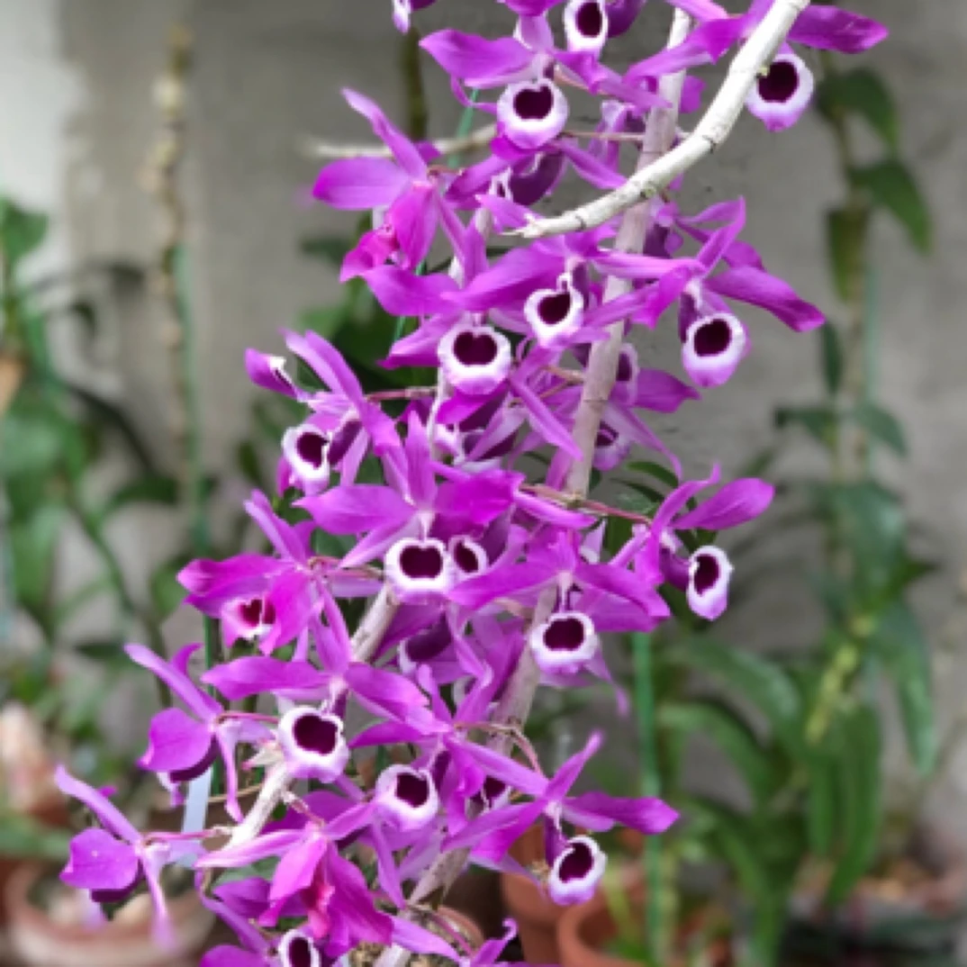 喇叭唇石斛 好养爆花