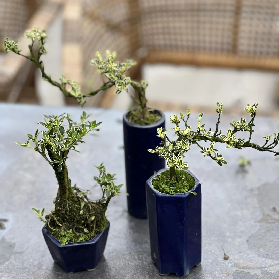 种植六月雪老桩盆栽苔藓迷你盆景室内阳台植物夏季高度适合微型