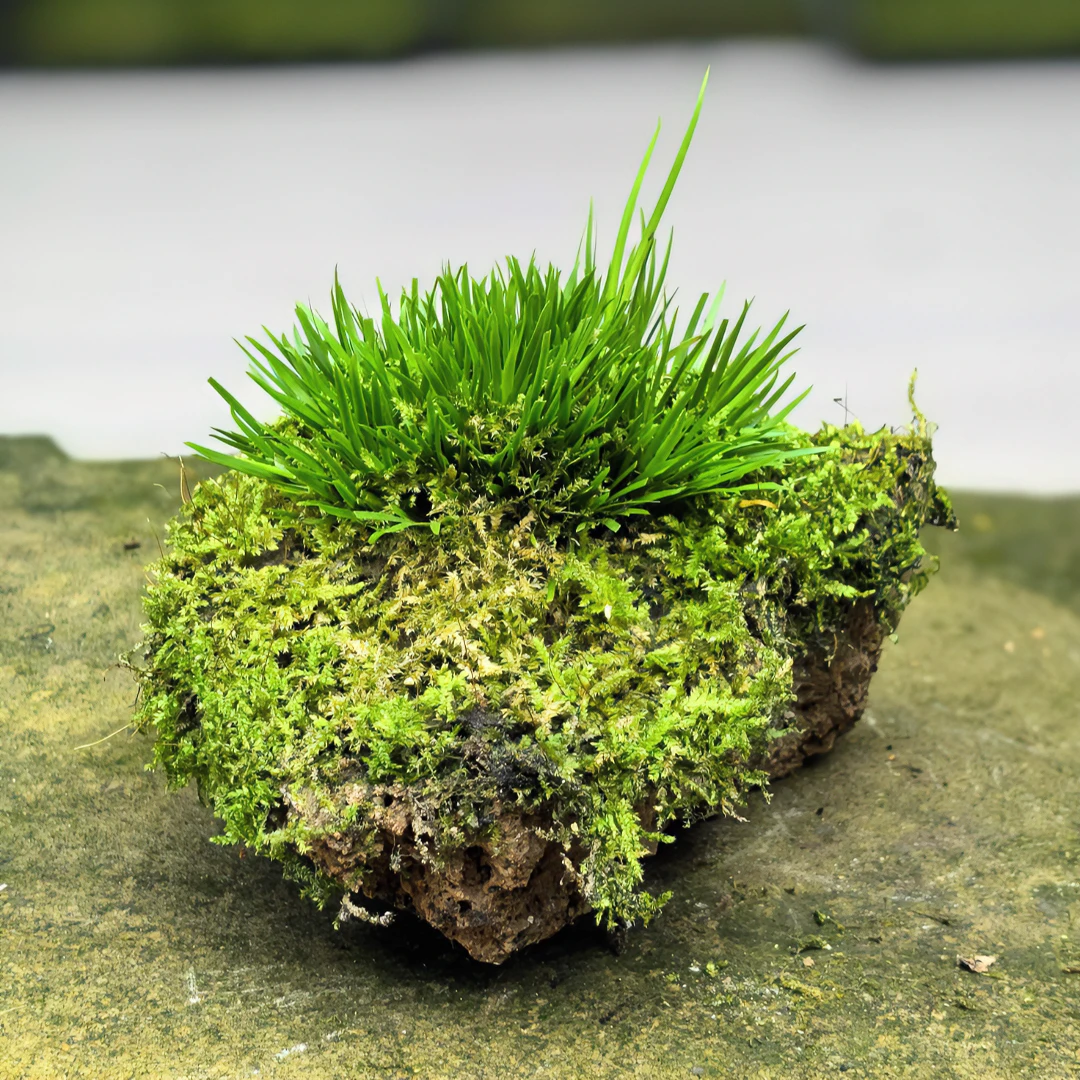 种植迷你盆景菖蒲盆景吸水石虎须菖蒲石菖蒲植物绿植附石菖蒲微型