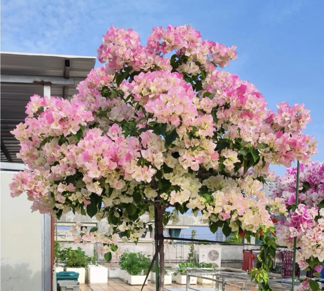 {绿樱1苗}  三角梅四季勤花庭院阳台爬藤种植移栽好养护耐寒