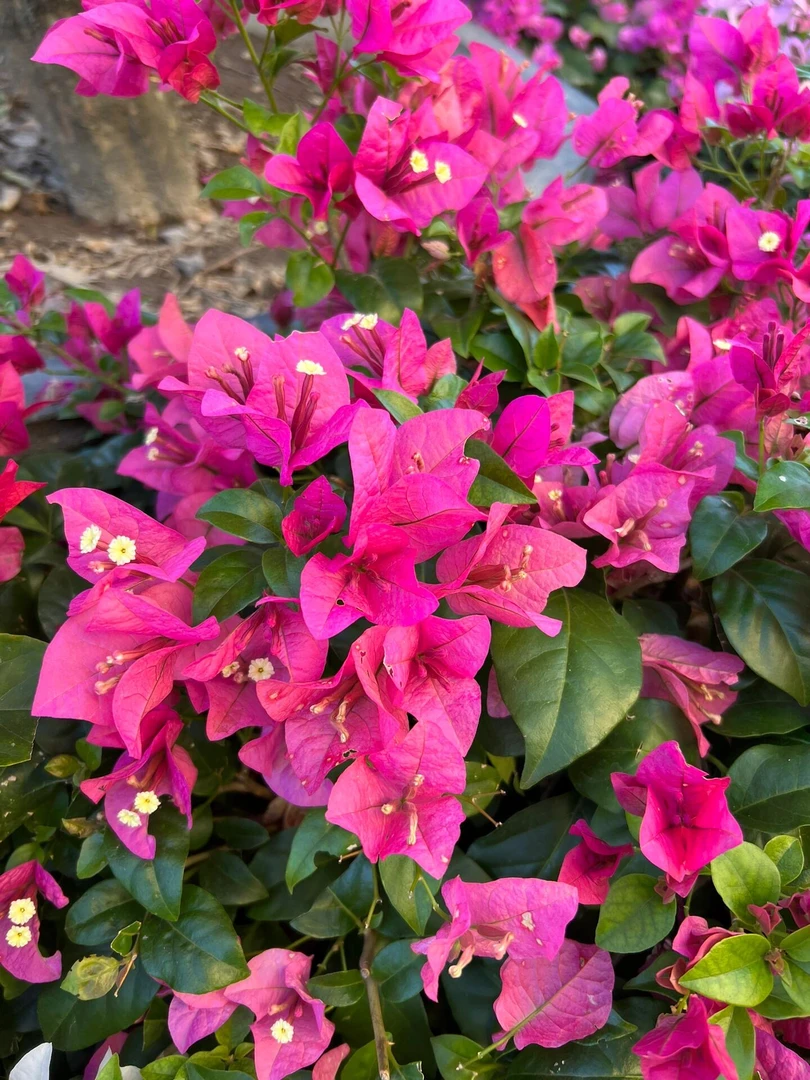 {胭脂红1颗8.8米}  三角梅四季勤花庭院阳台爬藤种植移栽