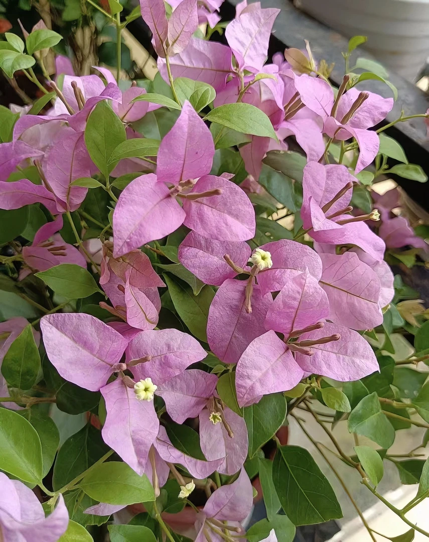 {赛佛里1颗9.9米}  三角梅四季勤花庭院阳台可爬藤种植移栽     。