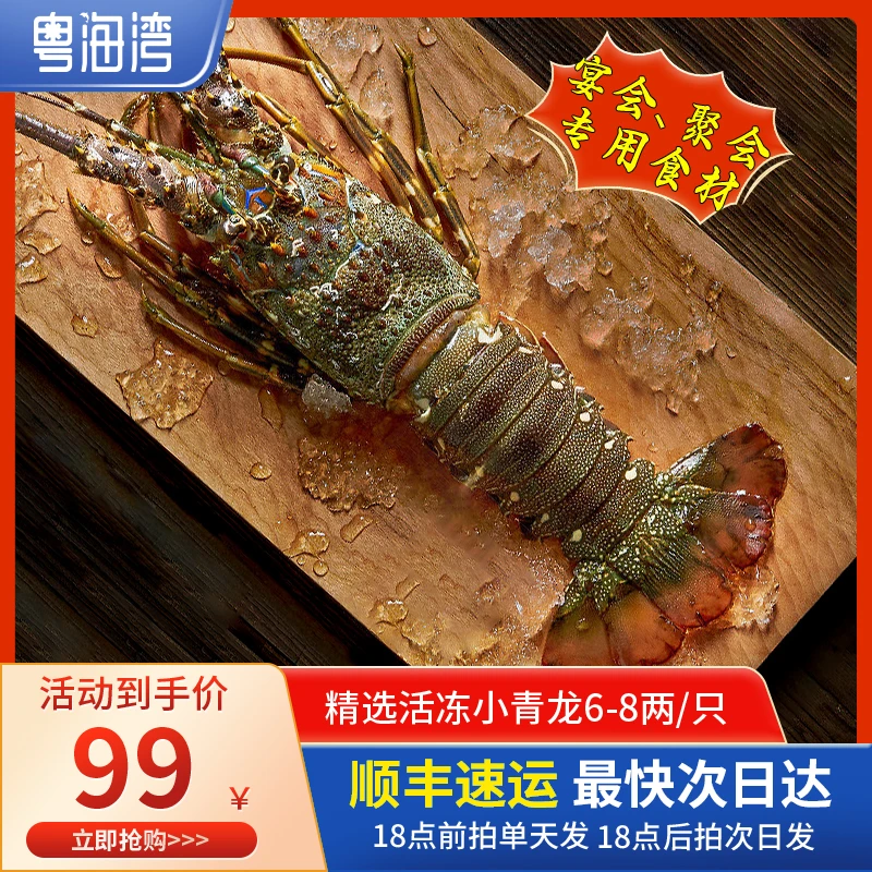 粤海湾小青龙8两-1.6斤澳洲龙虾海捕干净活冻小青龙海鲜水产包邮