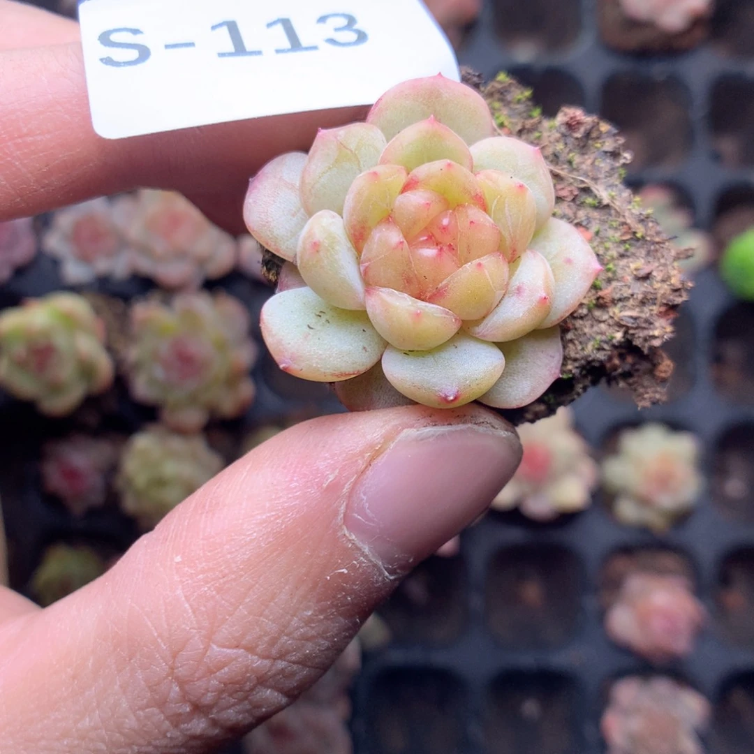 S113y y y yy y y y y