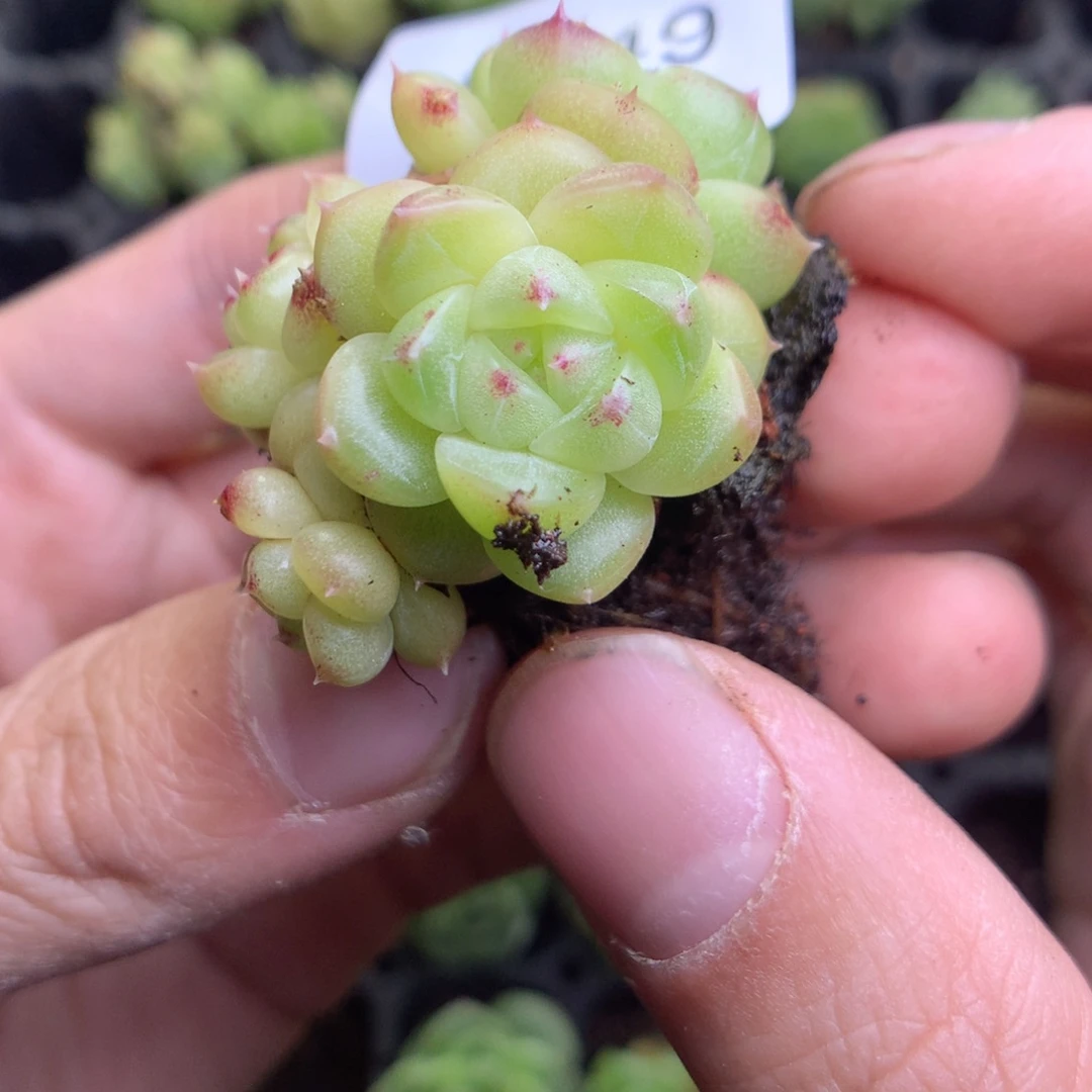 C49y yy y y y y y y