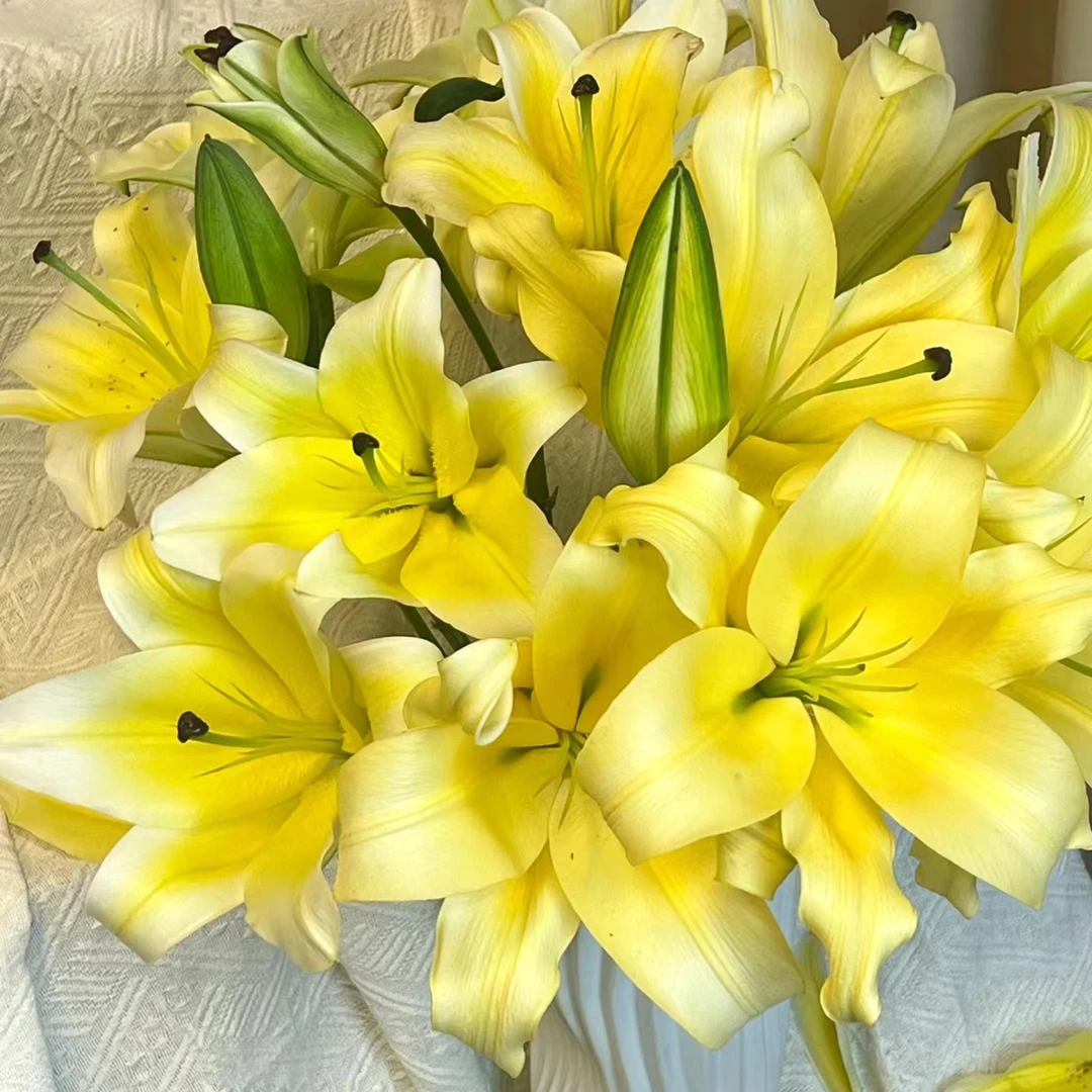 黄天霸 (20/22)1颗黄色大花浓香百合种球阳台庭院 云南鲜花绿植