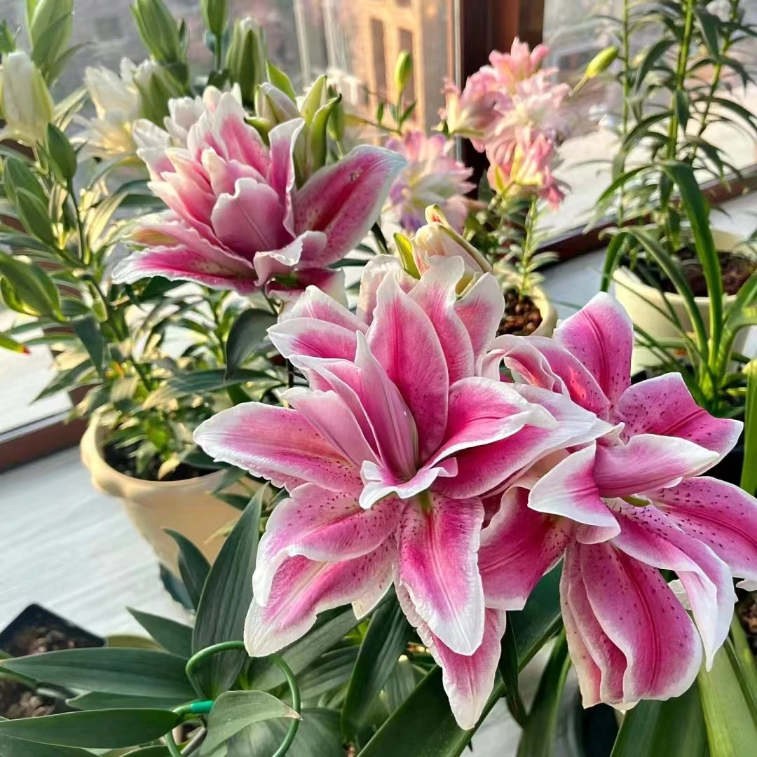 奥林匹亚 (19/21)1颗粉色重瓣香水百合种球浓香大花 云南鲜花绿植