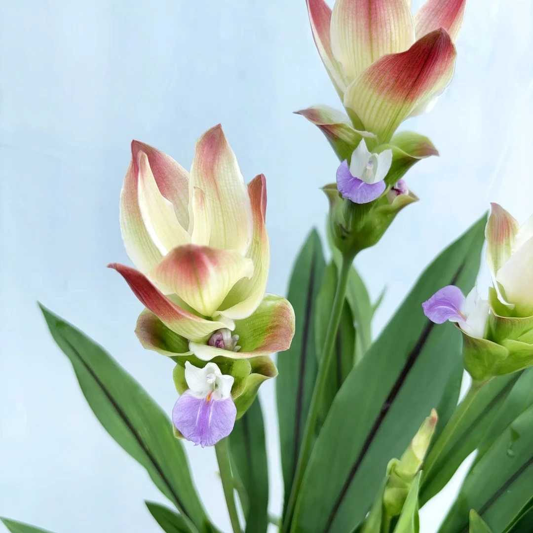 姜荷花 粉红渐变室内阳台庭院清新植物 云南鲜花绿植
