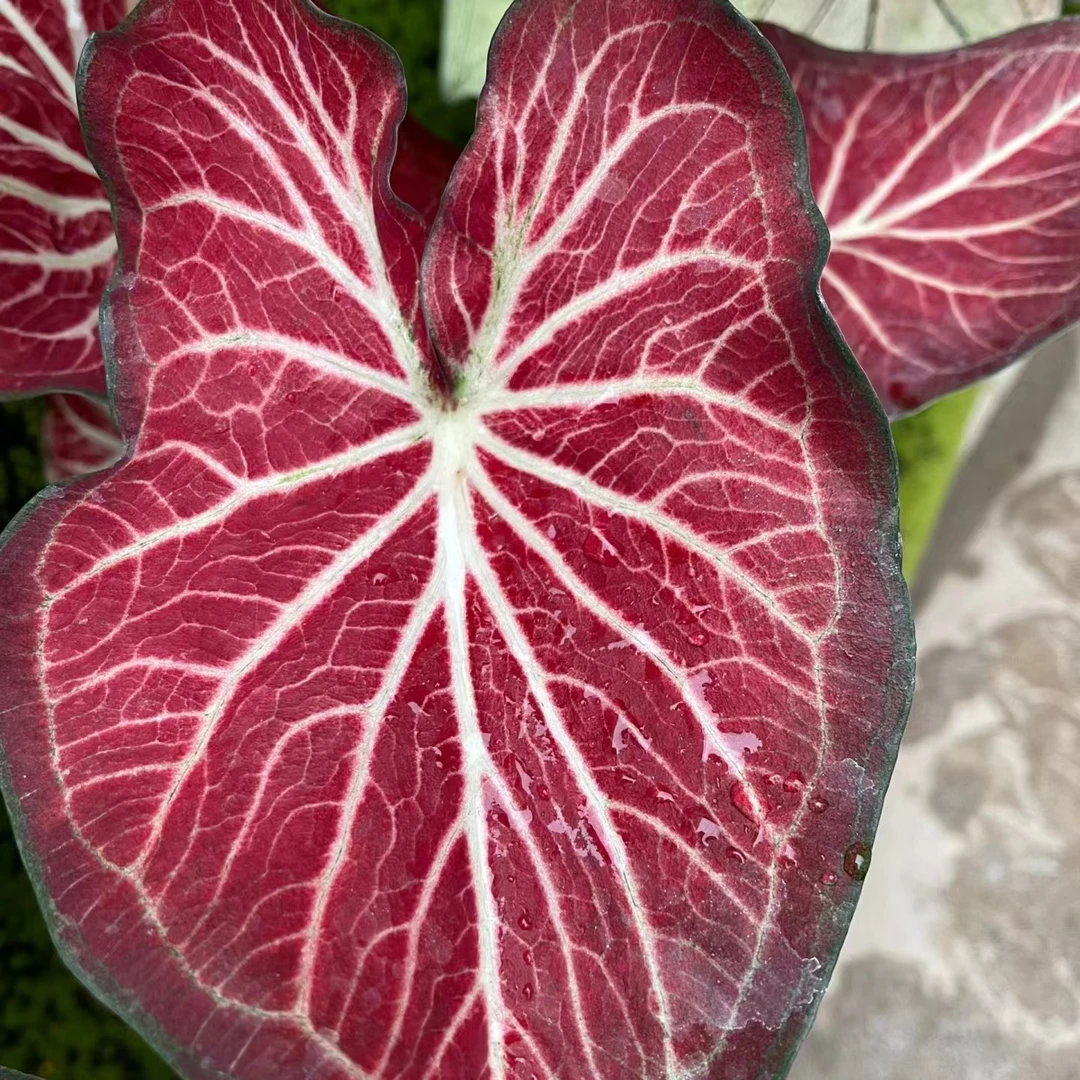 雪花肥牛 彩叶芋精致粉绿色室内客厅阳台清新植物 云南鲜花绿植