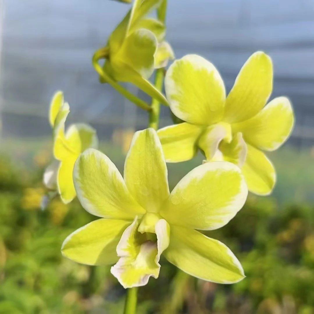 银边石斛（苗）【秋石斛】 绿色爆花好养花期长阳台植物 云南鲜花绿植