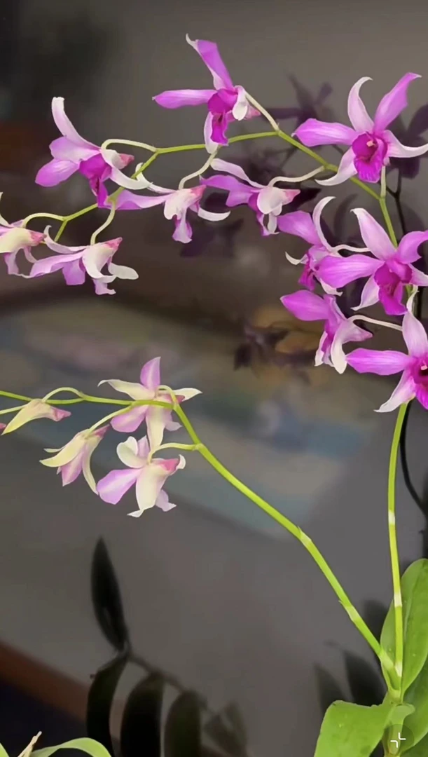 凯撒【秋石斛】粉紫爆花好养花期长   云南鲜花绿植