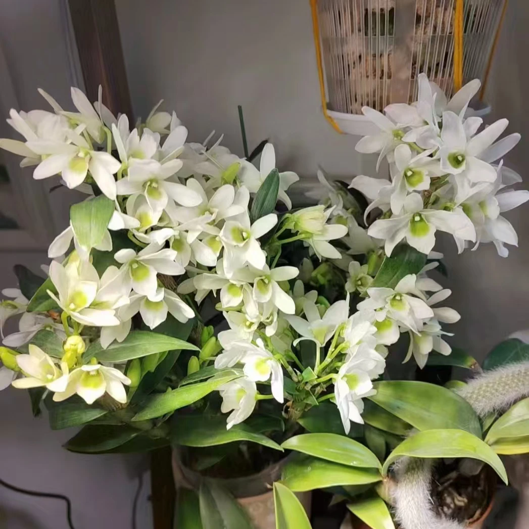 口袋情人春石斛 爆花好养花期长室内阳台植物 云南鲜花绿植