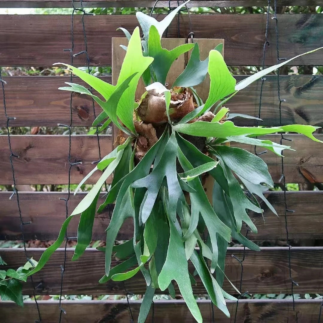 何其美 鹿角蕨盆栽清新绿色室内阳台装饰植物 云南鲜花绿植